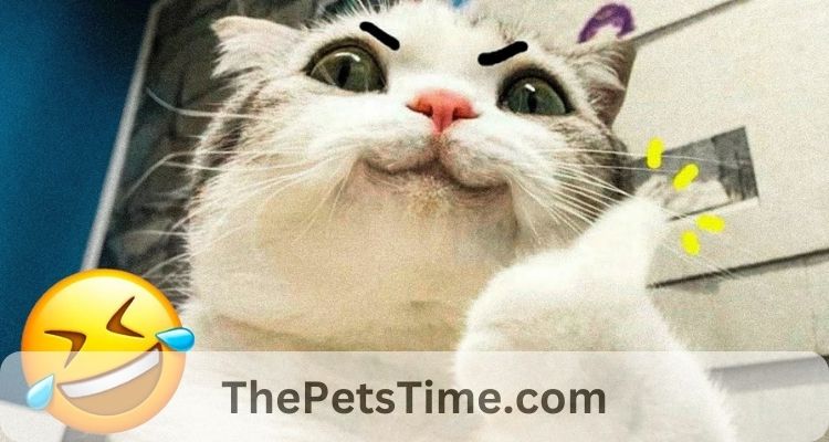 How to Get Backlinks From ThePetsTime.com Website ?