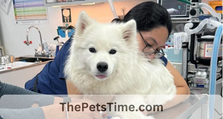 The Ultimate Guide to Pet Wellness Exams: Ensuring a Long, Healthy Life