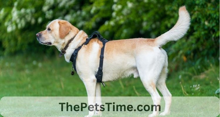 Labrador